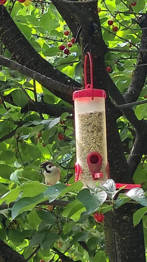 Happy Sparrow * Karlovac